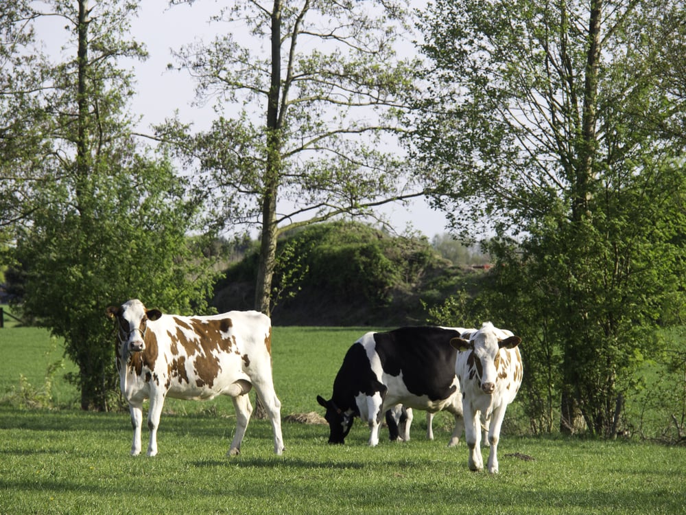 Public affairs-secretaris Vogelbescherming Nederland