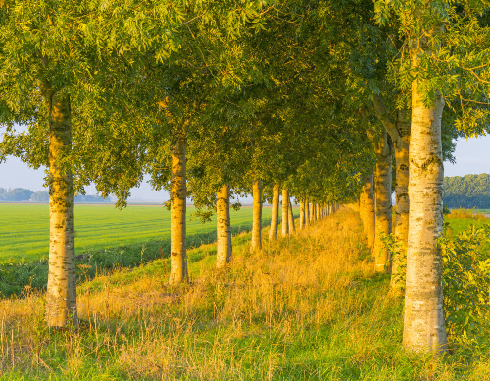 Projectcoördinator Natuurmonumenten